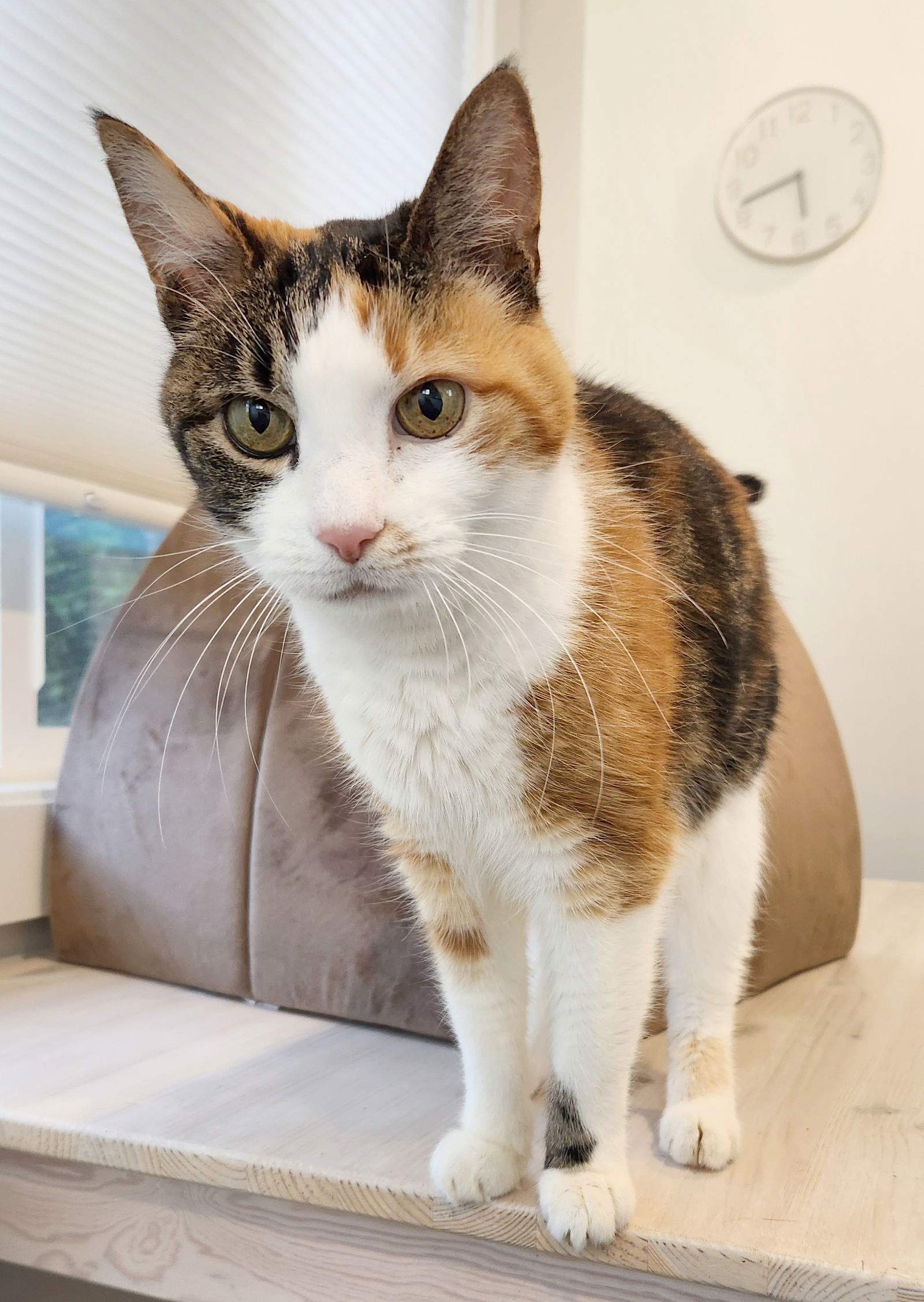 ZuZu, an adoptable Calico, Domestic Short Hair in Anacortes, WA, 98221 | Photo Image 3