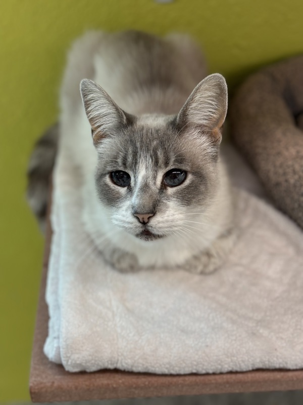 Tippy, an adoptable Domestic Short Hair in Fresno, CA, 93726 | Photo Image 1