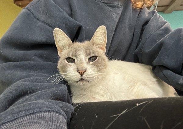 Tippy, an adoptable Domestic Short Hair in Fresno, CA, 93726 | Photo Image 3