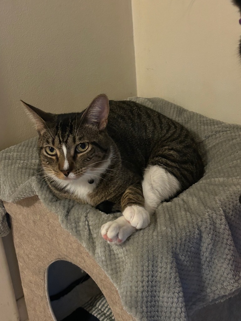 Marius, an adoptable Domestic Short Hair in Little Rock, AR, 72207 | Photo Image 1