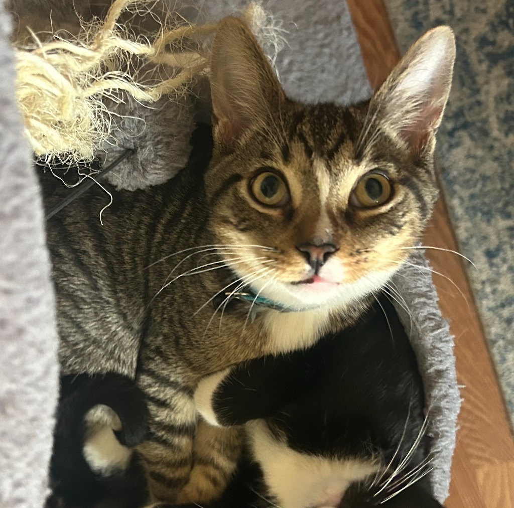 Marius, an adoptable Domestic Short Hair in Little Rock, AR, 72207 | Photo Image 2