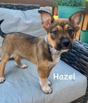 Meet Hazel Hazel is one of Mama Haddies amazing puppies These puppies were born in one of our aw