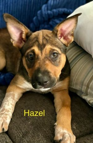 Hazel Mixed Breed Dog