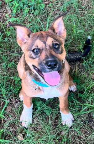 Hillary Mixed Breed Dog