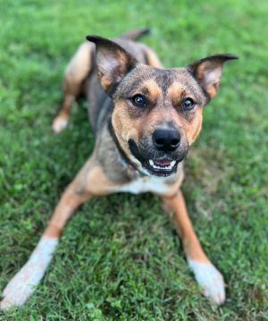 Hillary Australian Cattle Dog / Blue Heeler Dog