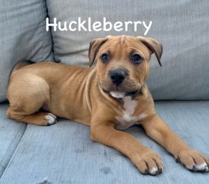 Huckleberry Mixed Breed Dog