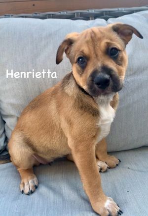 Meet Henrietta Henrietta is one of Mama Haddies amazing puppies These puppie