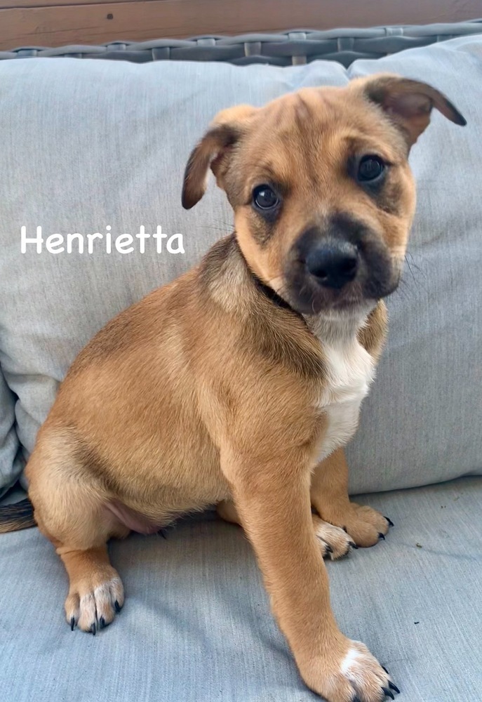 Henrietta 4