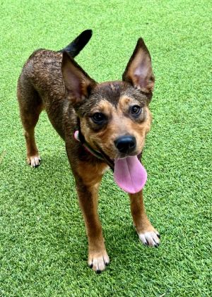 Hydrangea Mixed Breed Dog