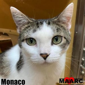 Current Petsmart Alcoa Resident Monaco the demure feline royalty reigns over the kitchen with he