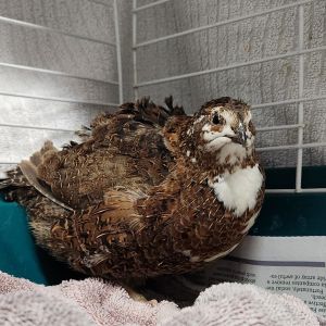 Howdy my name is Pippin Im a cute adult male Coturnix quail also known as Japanese quail lookin