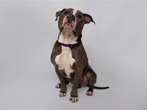 Hi my name is Tucker and I would love to meet you I have been at the shelter s