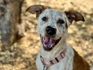 Hi my name is Bondi and I would love to meet you I have been at the shelter since Mar
