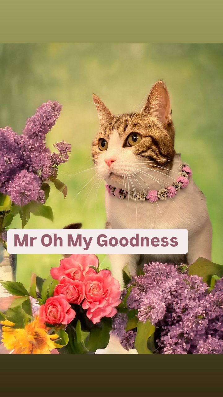 Mr Oh My Goodness (aka OMG) Martinez PFE Mar 29 1