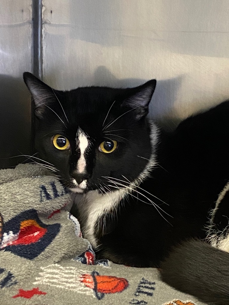 Peppi, an adoptable Domestic Short Hair in Virginia, MN, 55792 | Photo Image 1