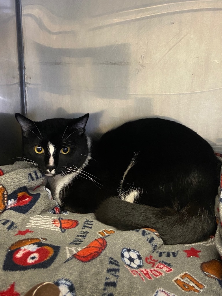 Peppi, an adoptable Domestic Short Hair in Virginia, MN, 55792 | Photo Image 2