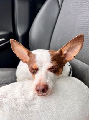 Sunny 2, an adoptable Chihuahua in Aulac, NB, E4L 2X2 | Photo Image 1