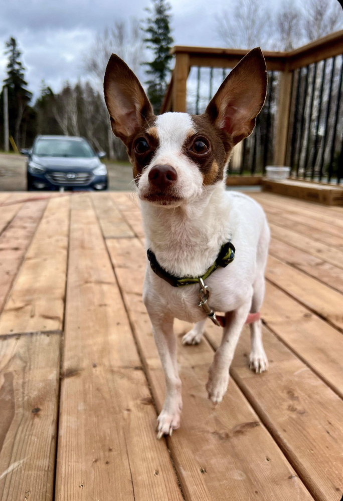 Sunny 2, an adoptable Chihuahua in Aulac, NB, E4L 2X2 | Photo Image 2