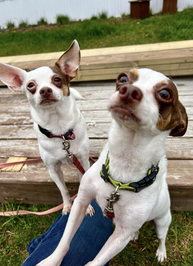 Sunny 2, an adoptable Chihuahua in Aulac, NB, E4L 2X2 | Photo Image 3