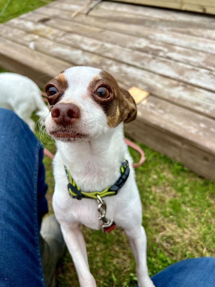 Sunny 2, an adoptable Chihuahua in Aulac, NB, E4L 2X2 | Photo Image 6