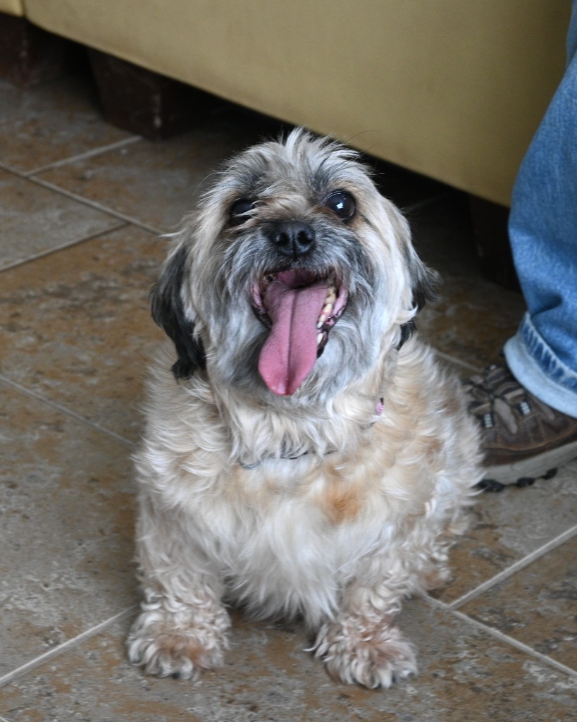 App4 Rizzo, an adoptable Schnauzer, Yorkshire Terrier in Ashland, WI, 54806 | Photo Image 1