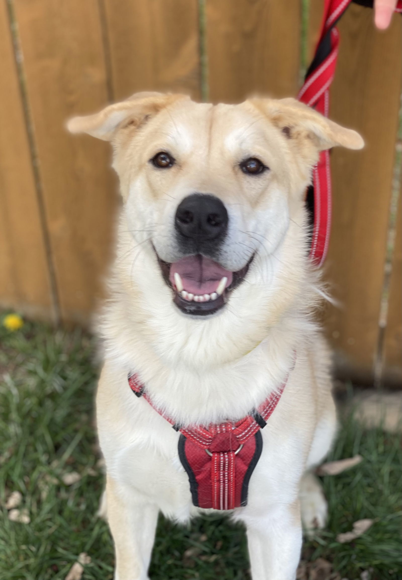 Dog for adoption - Skip, a Labrador Retriever Mix in Omaha, NE | Petfinder