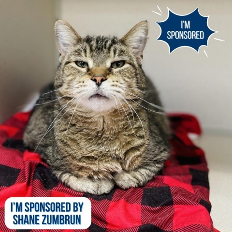 Sammy, an adoptable Domestic Short Hair in Great Falls, MT, 59404 | Photo Image 1