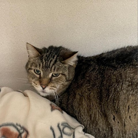 Sammy, an adoptable Domestic Short Hair in Great Falls, MT, 59404 | Photo Image 2