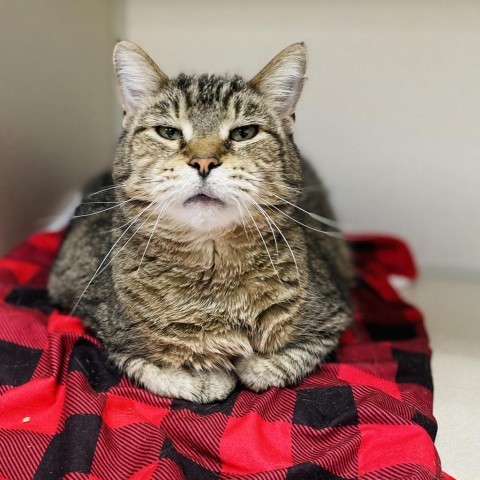 Sammy, an adoptable Domestic Short Hair in Great Falls, MT, 59404 | Photo Image 3