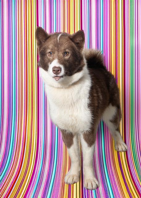 DOC, an adoptable Siberian Husky in Vaughan, ON, L6A 1T1 | Photo Image 1