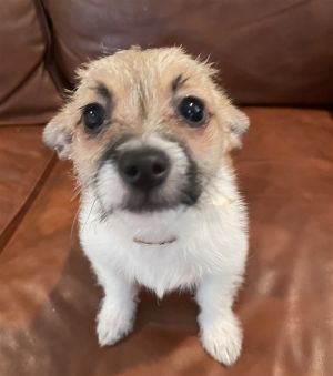 My name is Piper and I am one of 3 in a litter called the Scruff puppiesWe were rescued from