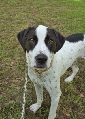Sargo is a 3 plus year old hound mix He is a relaxed boy who loves hanging with