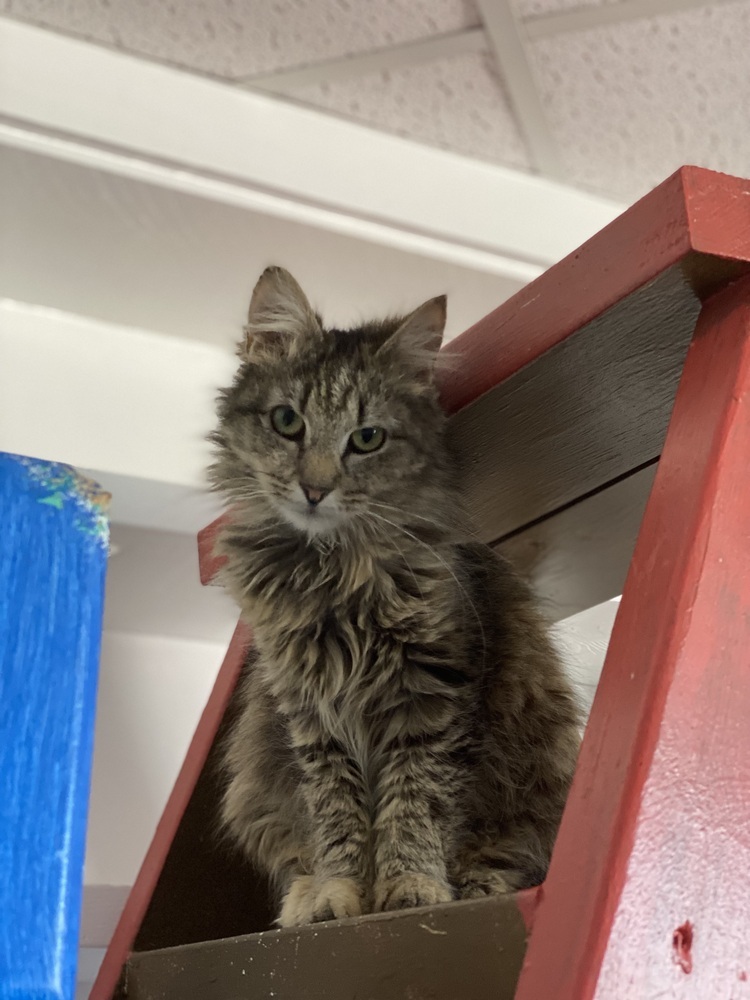 Sissy, an adoptable Siberian, Norwegian Forest Cat in Franklin, PA, 16323 | Photo Image 1