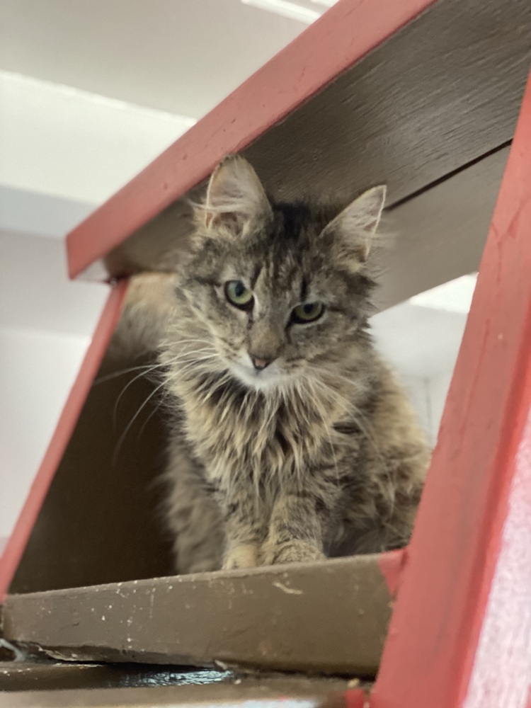 Sissy, an adoptable Siberian, Norwegian Forest Cat in Franklin, PA, 16323 | Photo Image 3