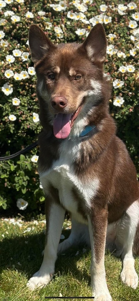 Enzo, an adoptable Husky in Brookings, OR, 97415 | Photo Image 1