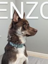 Enzo, an adoptable Husky in Brookings, OR, 97415 | Photo Image 2