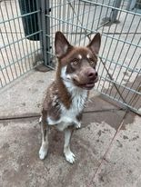 Enzo, an adoptable Husky in Brookings, OR, 97415 | Photo Image 3