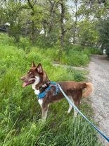 Enzo, an adoptable Husky in Brookings, OR, 97415 | Photo Image 5