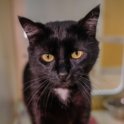 Casper, an adoptable Domestic Short Hair in Thomaston, ME, 04861 | Photo Image 1