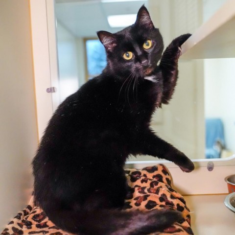 Casper, an adoptable Domestic Short Hair in Thomaston, ME, 04861 | Photo Image 2