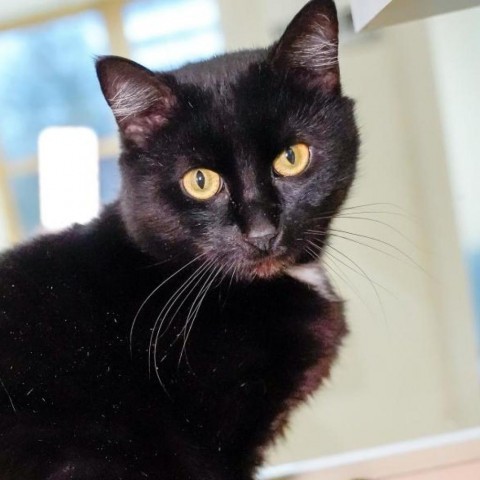 Casper, an adoptable Domestic Short Hair in Thomaston, ME, 04861 | Photo Image 3