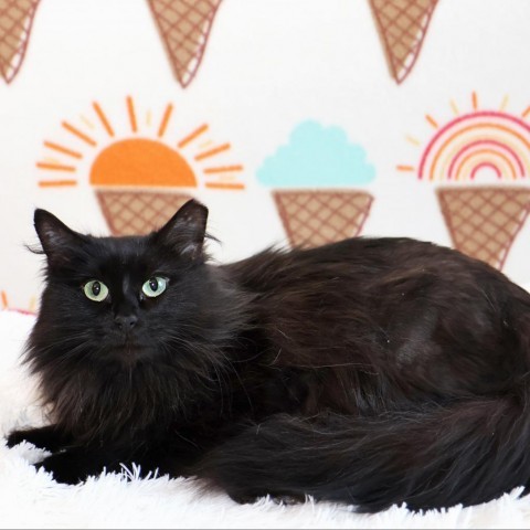 Cat for adoption - Longhair Lily, a Domestic Long Hair in FAIRWAY, KS ...