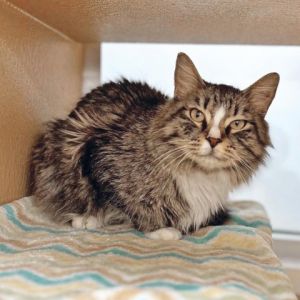 Macchiato Domestic Medium Hair Cat