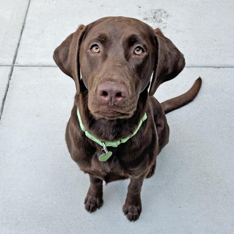 Mater, an adoptable Mixed Breed in Hailey, ID, 83333 | Photo Image 1