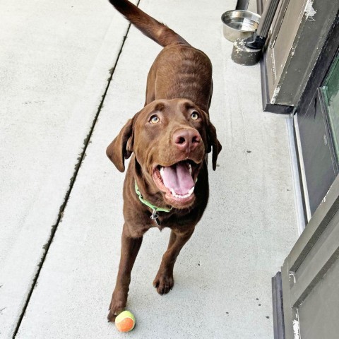 Mater, an adoptable Mixed Breed in Hailey, ID, 83333 | Photo Image 2