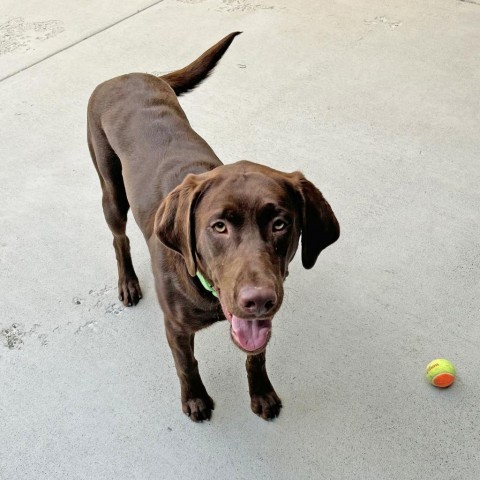 Mater, an adoptable Mixed Breed in Hailey, ID, 83333 | Photo Image 3