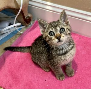 Baby Boy Kitten 2moFelix is an adorable 2mo tabby boy and he will be dewormed