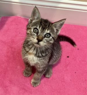 Baby Girl Kitten 2moNova is an adorable 2mo tabby girl and she will be deworm