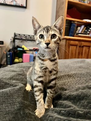 Nova Domestic Short Hair Cat