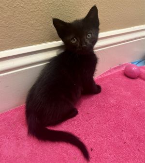 Baby Boy Kitten 2moMystic is an adorable 2mo black kitten and he will be dewo